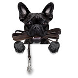 dog leather leash