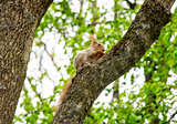 Squirrel on a Tree