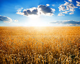 Wheat on field