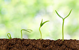 Plants growing from soil - Plant progress
