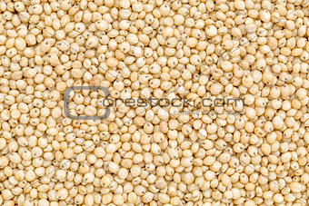 sorghum grain background