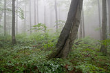 mist in the forest