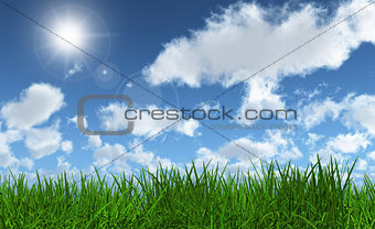 Green grass with a sunny blue sky