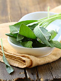 green fresh sage - herb spice on a wooden table