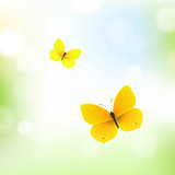 Butterfly And Bokeh