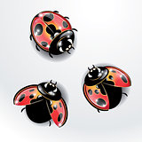 Three red ladybugs.