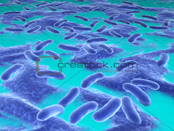 Bacteria in the liquid