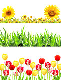 Frames with flowers and green grass