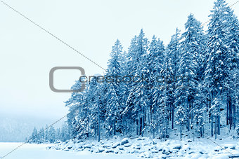 Forest with snow Bavaria