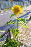 Sunflower on  sidewalk
