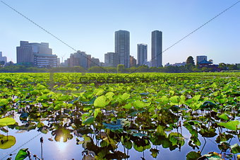 Lotus at Shinobazu Pond