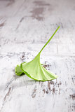 Ginkgo leaf.