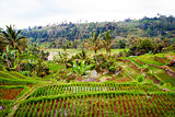 Rice terraces on Bali, Indonesia