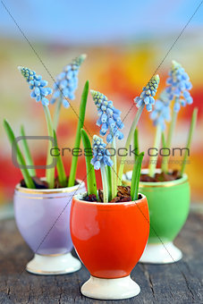 Muscari botryoides flowers 