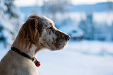 English setter in profile with winter background