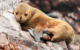 Sleeping sea lion cub