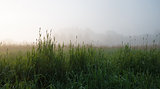 Grass in the fog