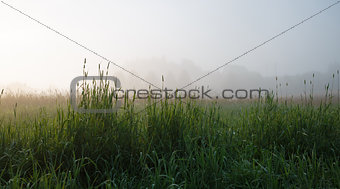Grass in the fog