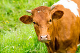 red cow in a green pasture on cattle farm
