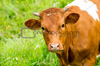red cow in a green pasture on cattle farm