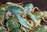Heap live crayfish
