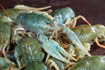 Heap live crayfish