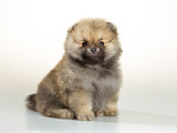 Pomeranian puppy over white background