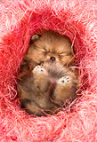 Pomeranian puppy in pink decorative nest