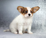 Papillon puppy sitting on a silvery background