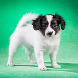 Papillon puppy on a green background