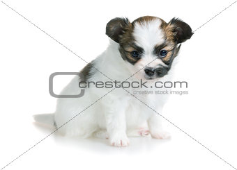 Cute puppy of breed papillon