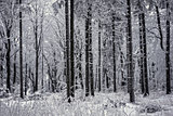 Forest in snowstorm