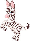 Cute baby zebra