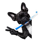 toothbrush dog