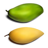 Mango set - yellow and green gradient mesh
