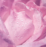 Pink rose background