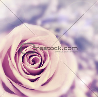 Dreamy rose abstract background
