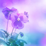 Purple pansies flowers
