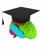 graduation hat on brain