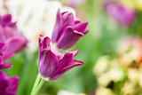 Purple tulips in morning sunlight