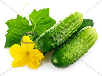 Fresh cucumber with green leaf and flower