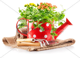 Spring flowers green leaves in watering can garden tools