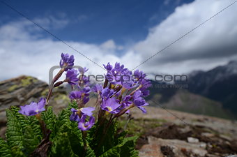 Flowers of Elbrus