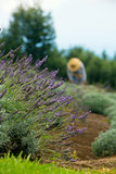 Gardener Harvesting Lavender