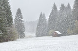 heavy snowstorm over alpine meadows in forest