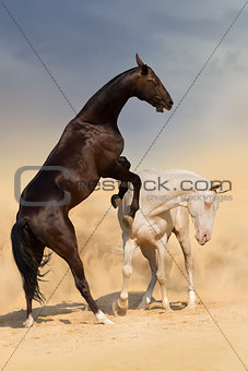 Two beautiful horse play