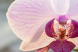 Closeup beautiful blooming pink orchid flower