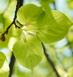 Fresh Summer Leaves on Blurred Green Background