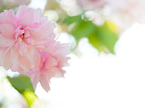Pink Sakura Flowers. Spring Background