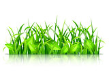 Green Grass and Leaves
